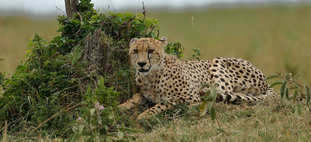Kenya Safari Group Tour