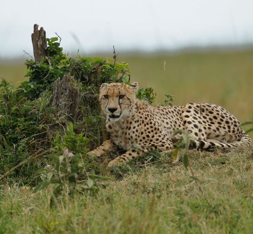 Kenya Safari Group Tour