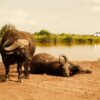 Kenya Safari Health Guide