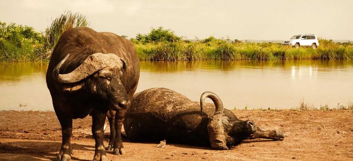 Kenya Safari Health Guide