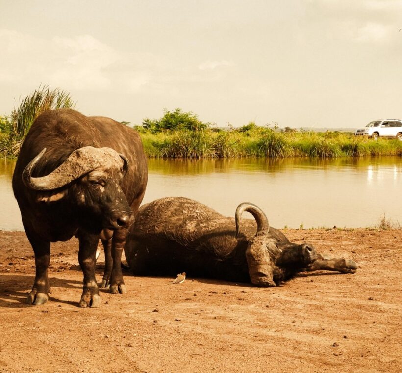 Kenya Safari Health Guide