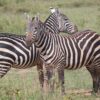 Kenya Safari Holidays