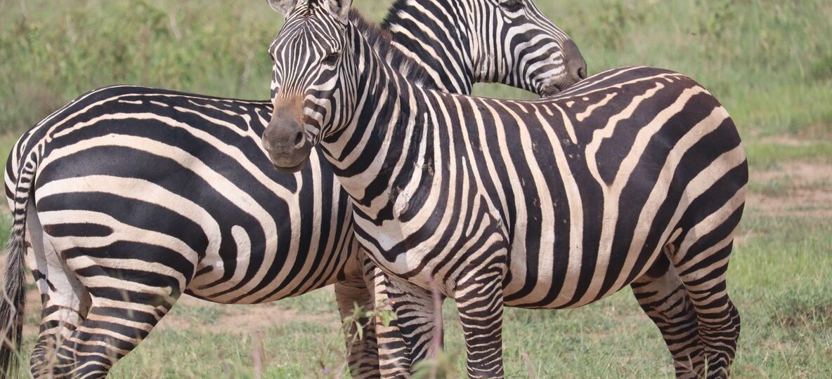 Kenya Safari Holidays