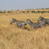 Kenya Safari Itinerary