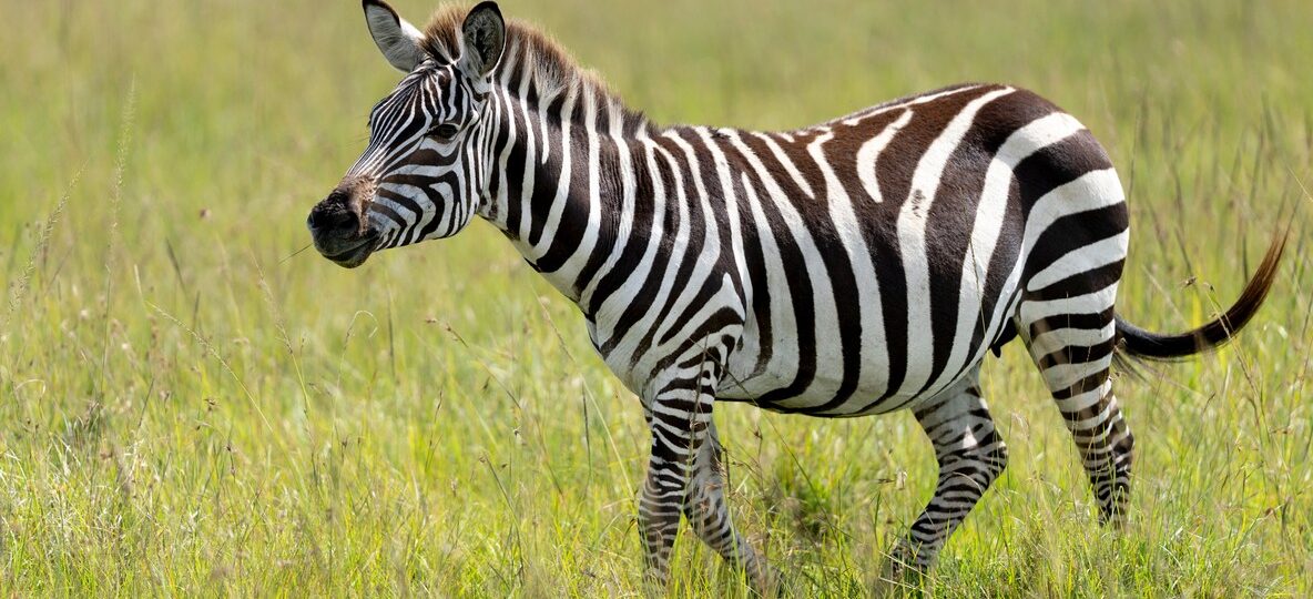Kenya Safari Packages For First Timers