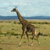 Kenya Safari Packages