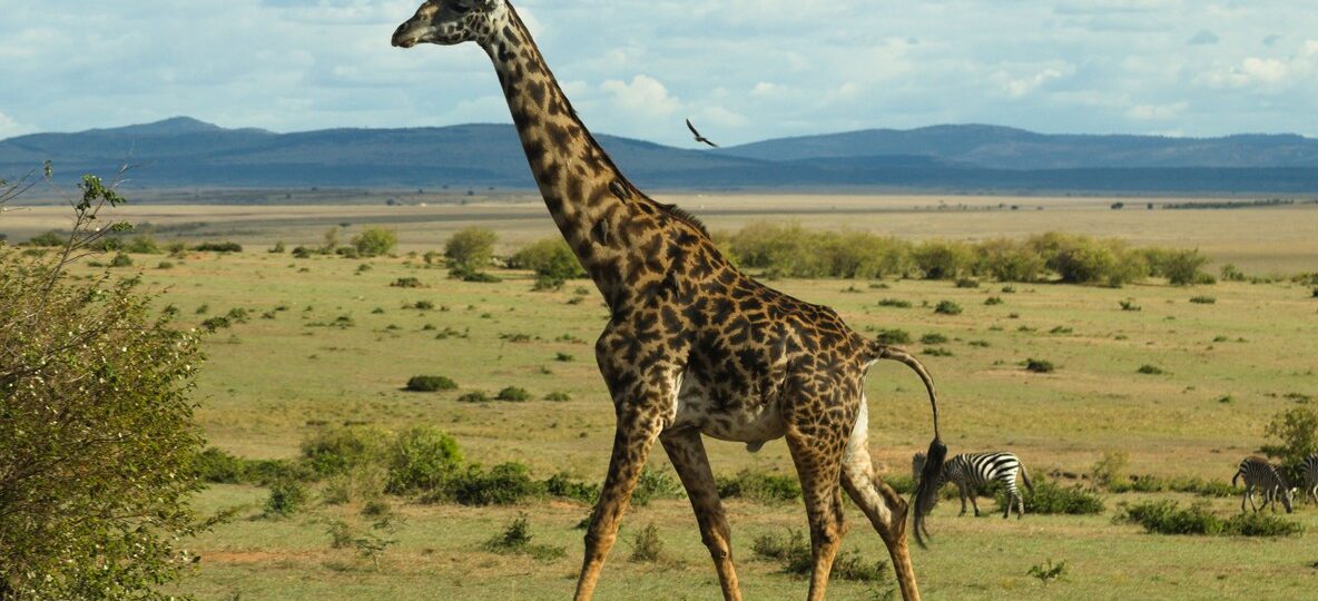 Kenya Safari Packages