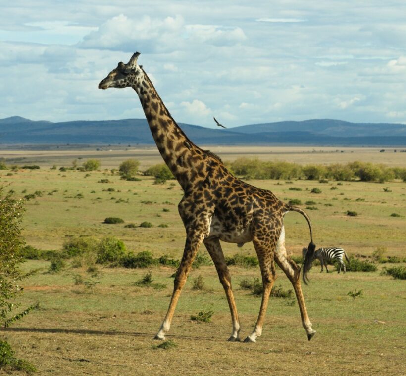 Kenya Safari Packages