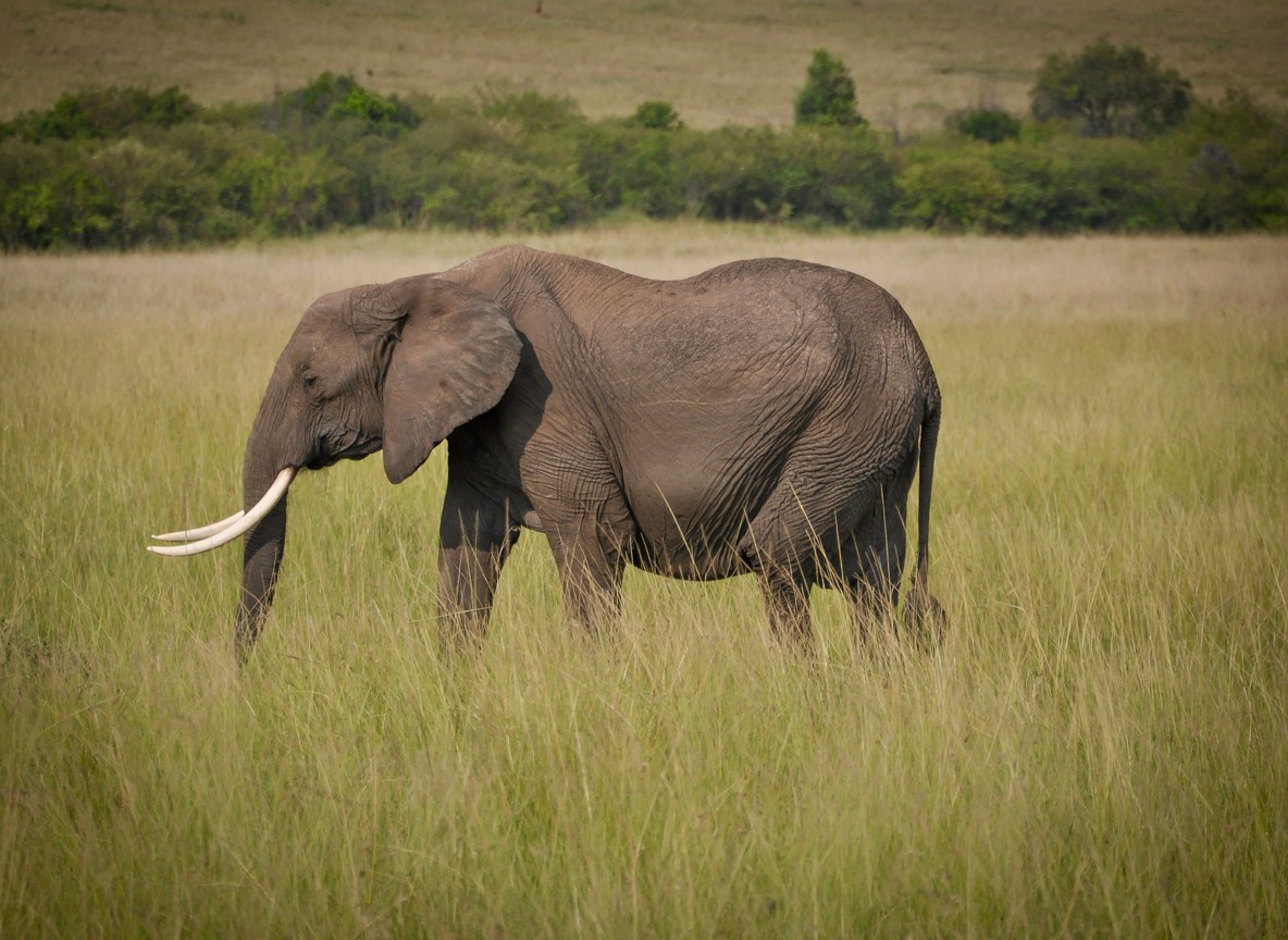 Kenya Safari Packages