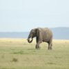 Kenya Safari Packages With Flights