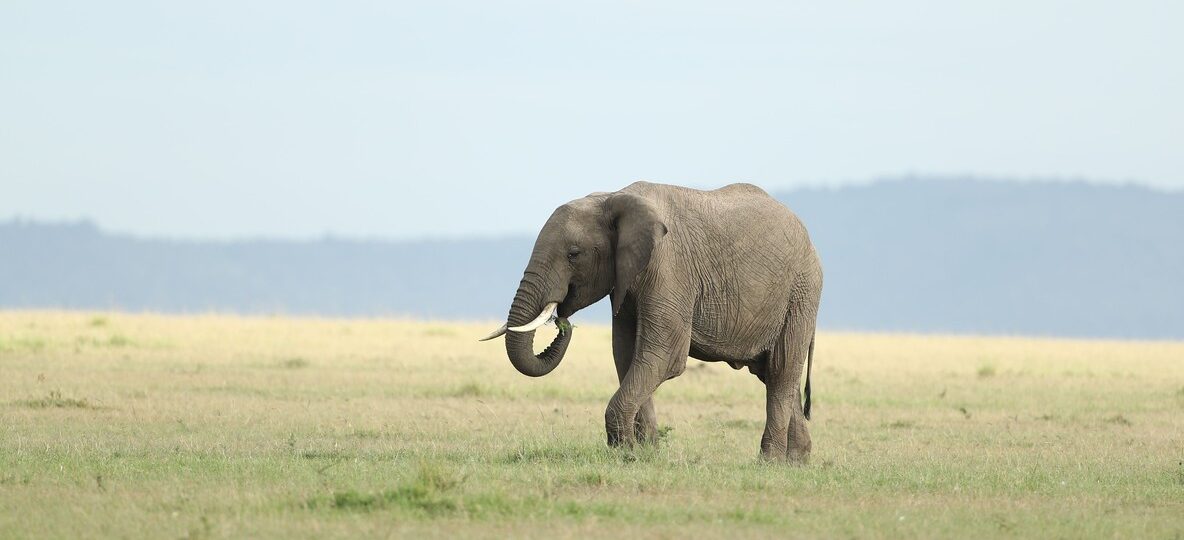 Kenya Safari Packages With Flights