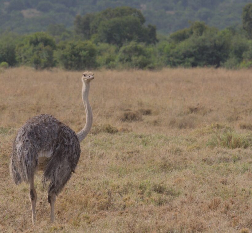 Kenya Safari Solo Female Safety