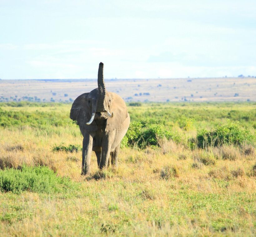 Kenya Safari Tipping Guide