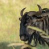 Kenya Safari Tours