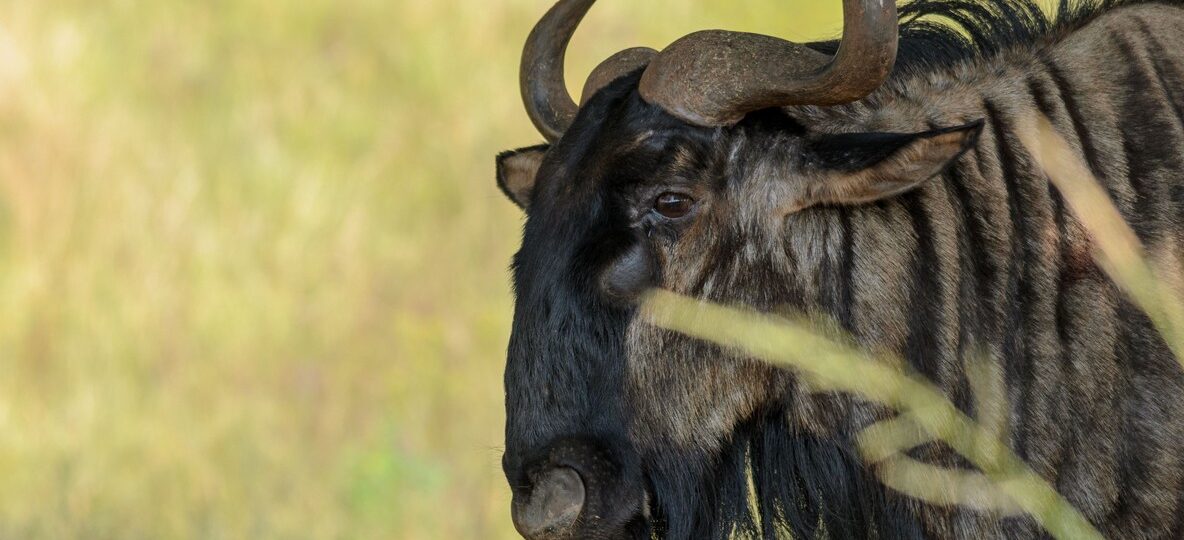 Kenya Safari Tours