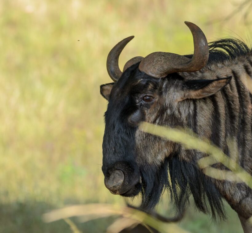 Kenya Safari Tours