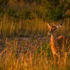 Kenya Safari Travel Insurance