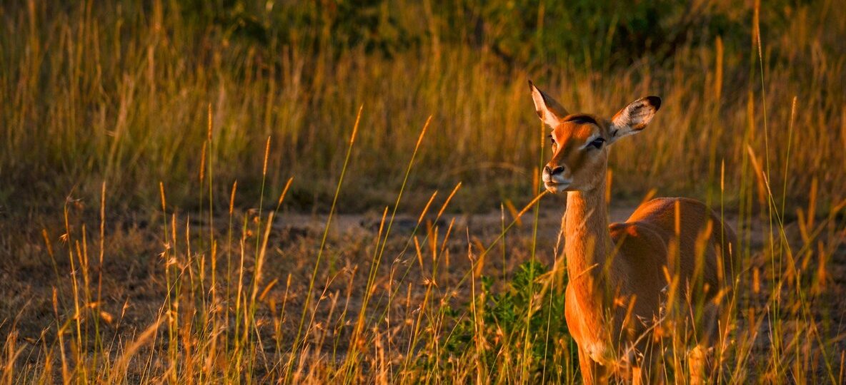 Kenya Safari Travel Insurance