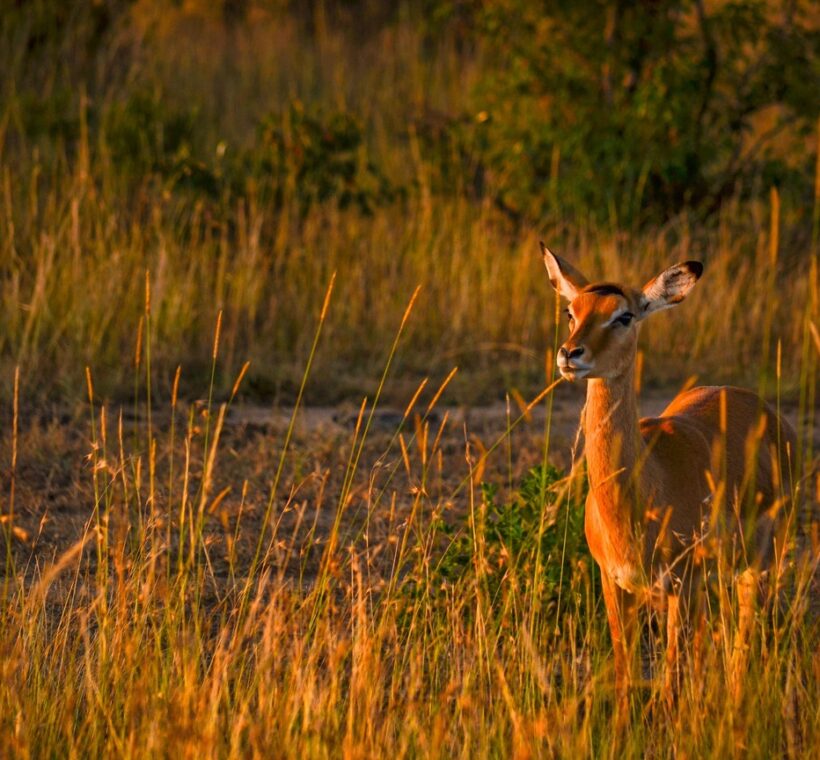 Kenya Safari Travel Insurance