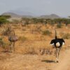 Kenya Safari With Toddlers