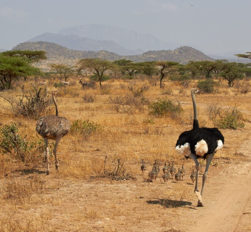 Kenya Safari With Toddlers