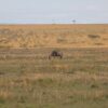 Kenya Tanzania Safari Packages