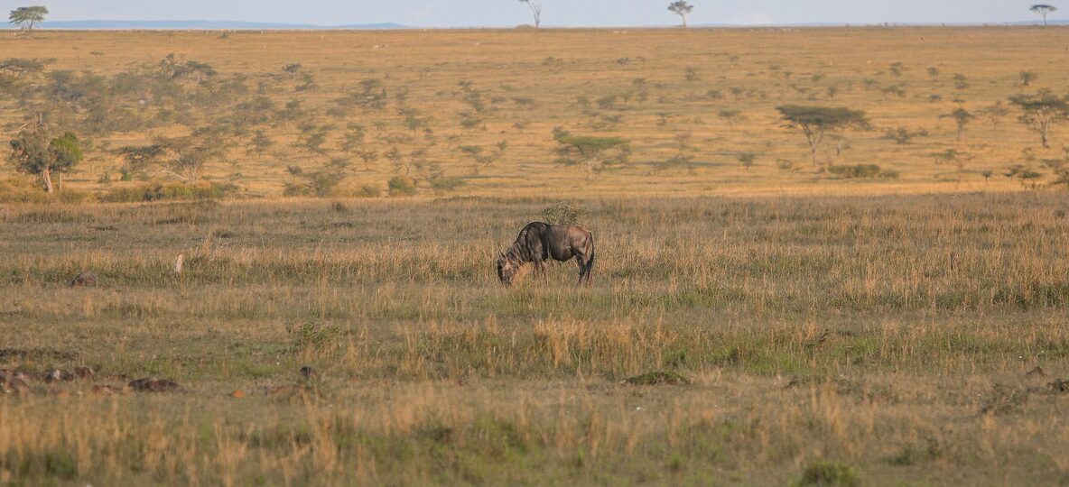 Kenya Tanzania Safari Packages