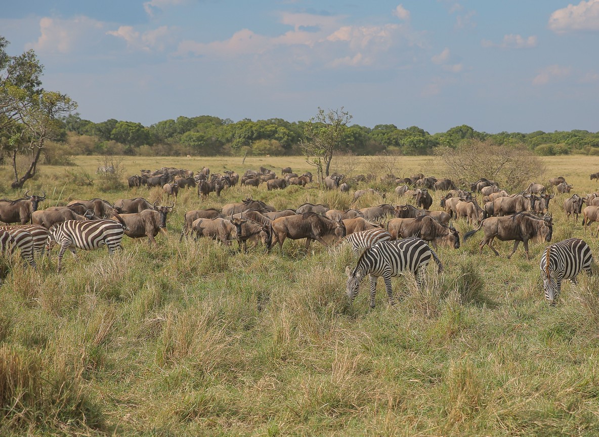 Kenya Tanzania Safari Packages