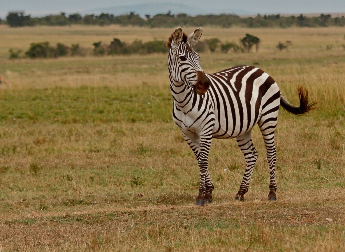 Kenya Tour Packages