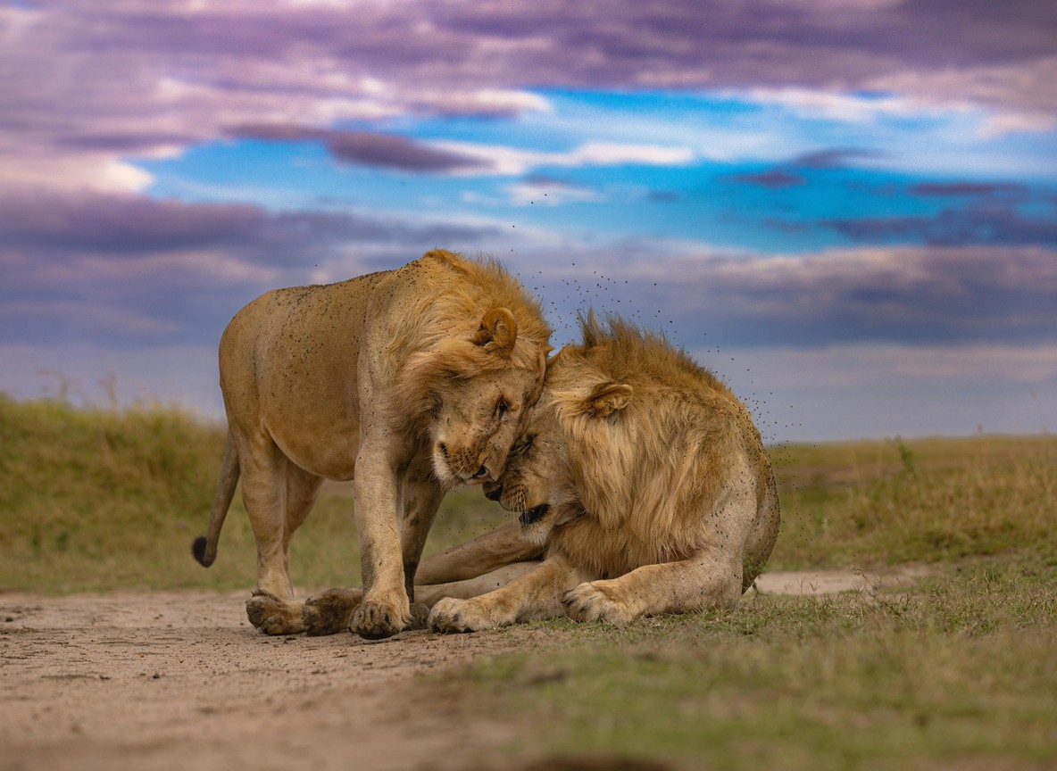 Kenya Wildlife Census 2026