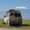 elephants grazing on the plain