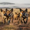 Laikipia Plateau Safari