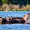 Lake Baringo Safari