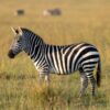 Lewa Safari Marathon 2026