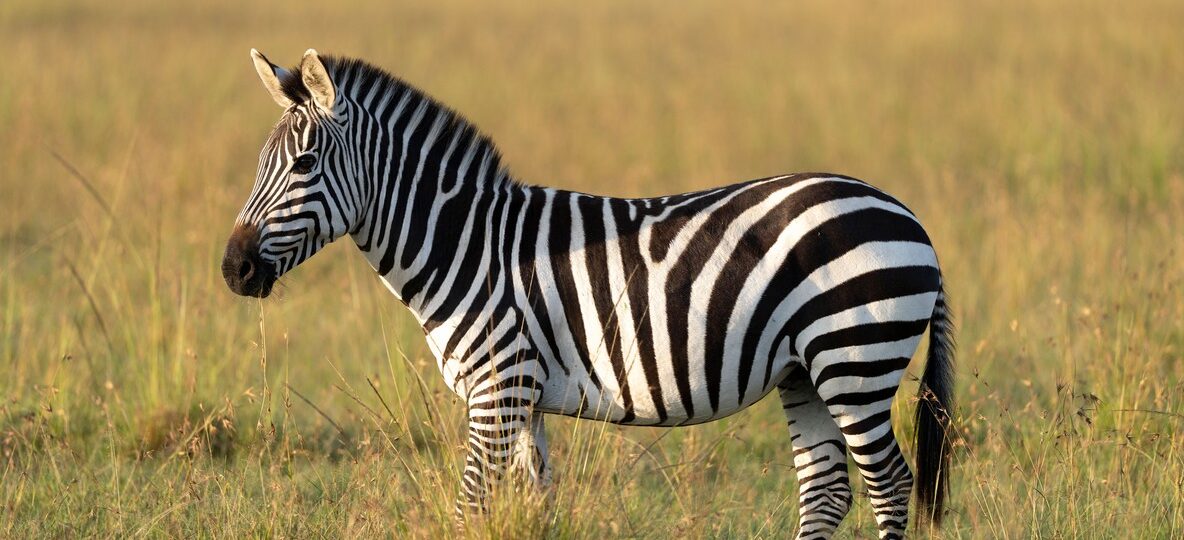 Lewa Safari Marathon 2026