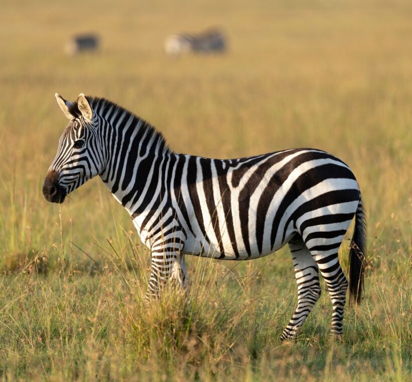 Lewa Safari Marathon 2026