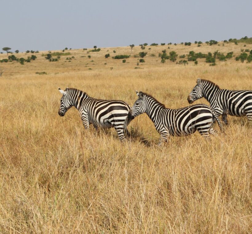 Lewa Wildlife Conservancy