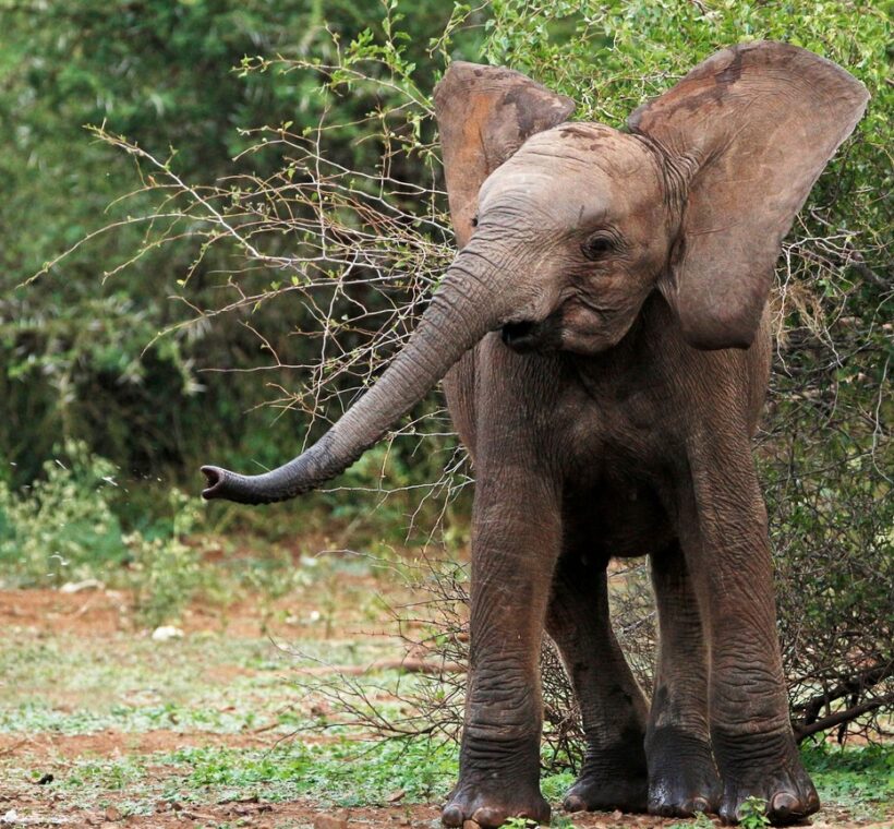 Loisaba Conservancy