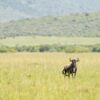 Luxury Kenya Safari Packages