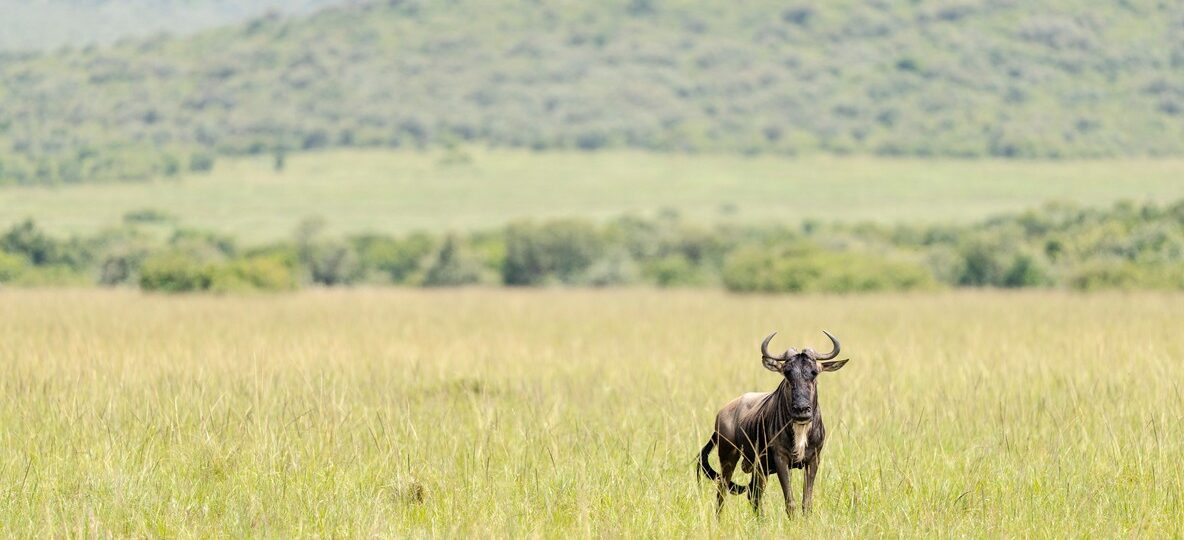 Luxury Kenya Safari Packages