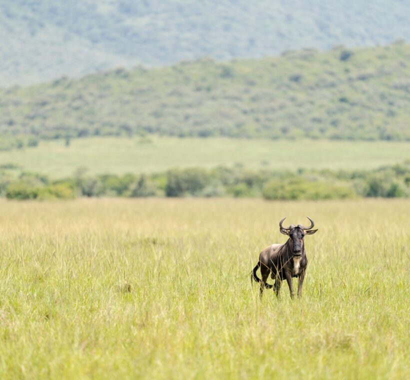 Luxury Kenya Safari Packages