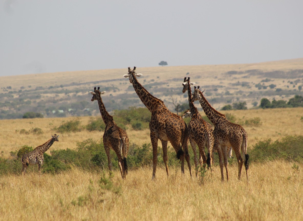Luxury Kenya Safari Packages