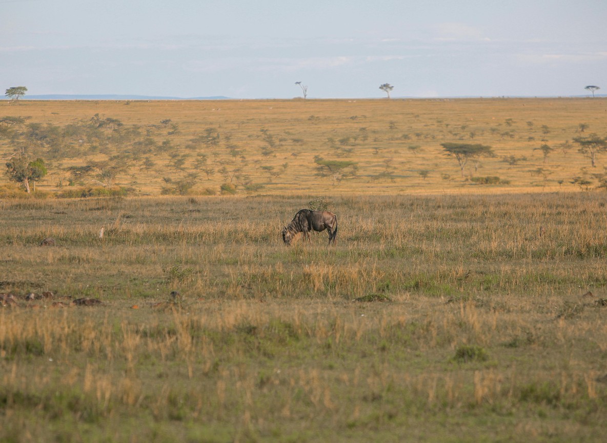 Safari camp manager welcoming guests at a luxury tented camp in Kenya at the Masai Mara airstrip -- Trunktrails Safaris