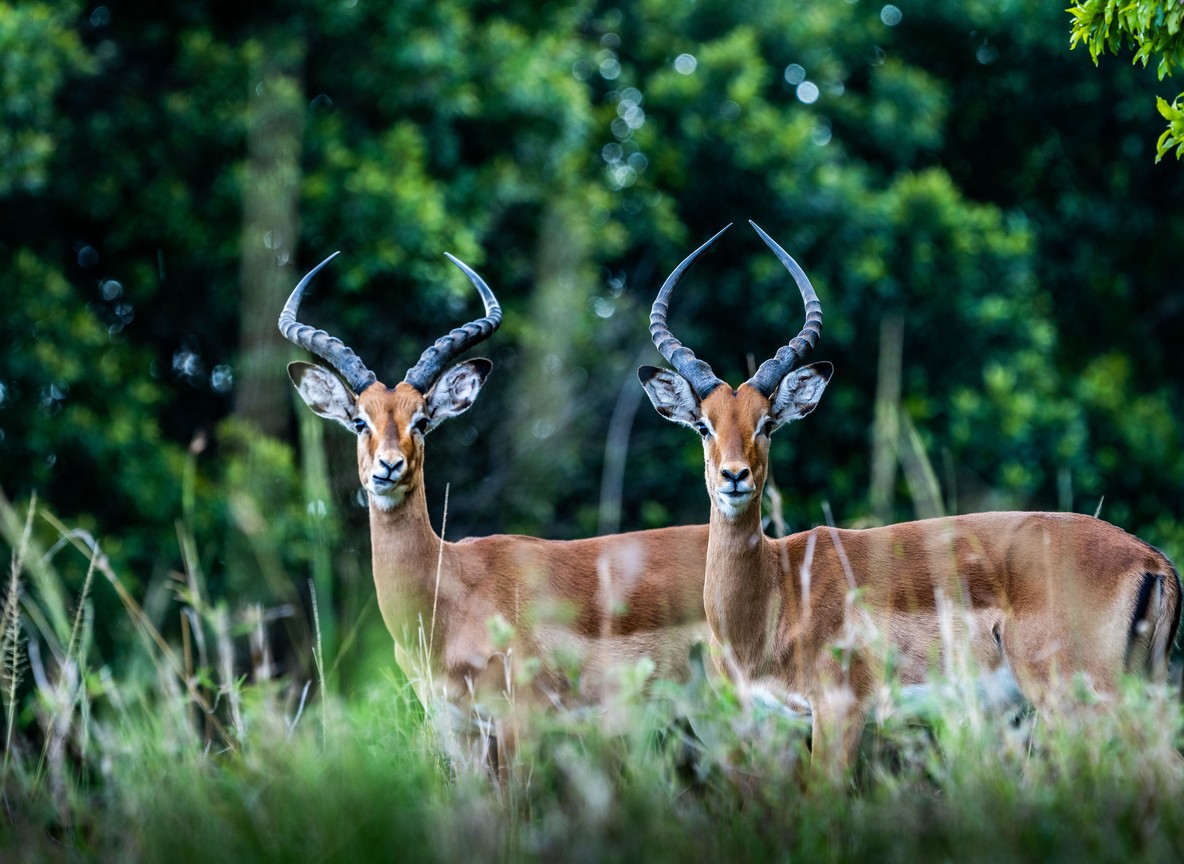 photographed from open-sided safari vehicle at close range