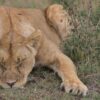 Mara Naboisho Conservancy