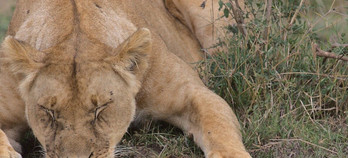 Mara Naboisho Conservancy
