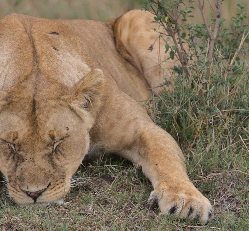 Mara Naboisho Conservancy