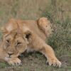 Mara North Conservancy