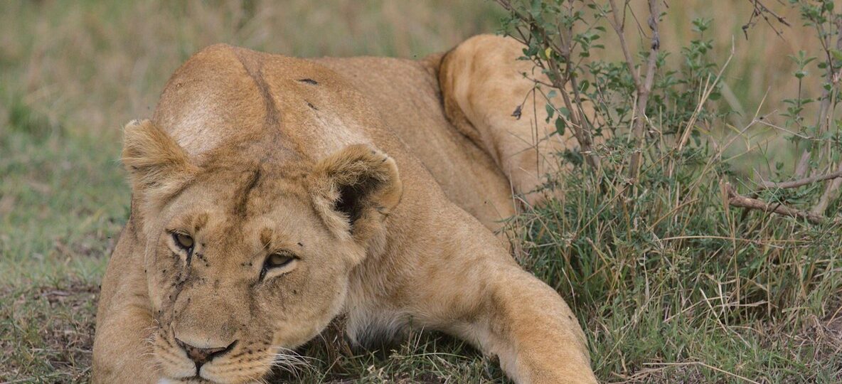 Mara North Conservancy