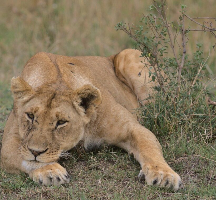 Mara North Conservancy